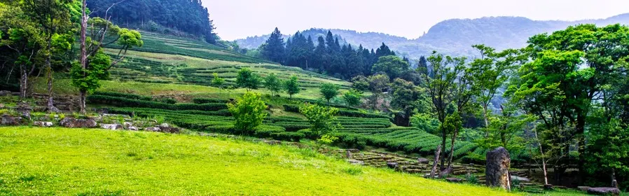 萬傳媒快訊：農林強化茶產業與土地活化 拚損益兩平